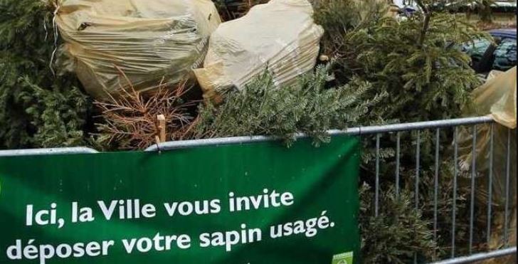 Sapins dechetterie.JPG