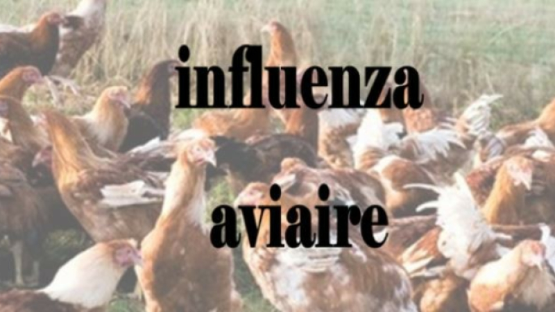 Agriculture, influenza aviaire 2021-2022 : indemnisation économique des éleveurs touchés par un vide sanitaire