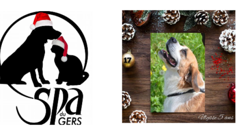 Ulysse le Saint-Bernard voudrait un foyer sans autres animaux pour Noël !
