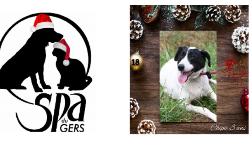 A une semaine de Noël, Chipie attend une famille !