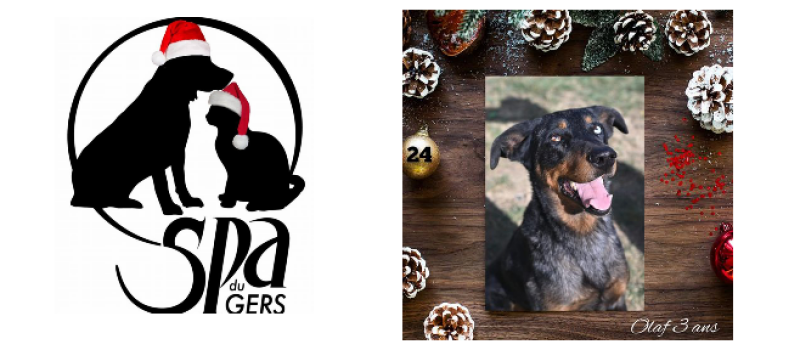 Dernier jour du calendrier de l'Avent de la SPA : au tour d'Olaf, le Beauceron aux multiples qualités d'écrire sa lettre !