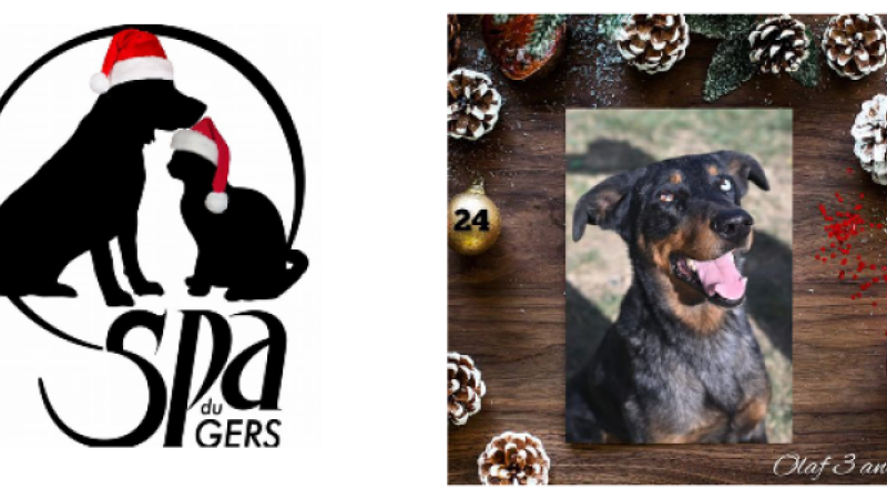 Dernier jour du calendrier de l'Avent de la SPA : au tour d'Olaf, le Beauceron aux multiples qualités d'écrire sa lettre !