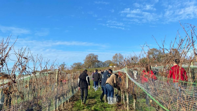 Les vignerons ont vendangé un sacré nectar d'hiver