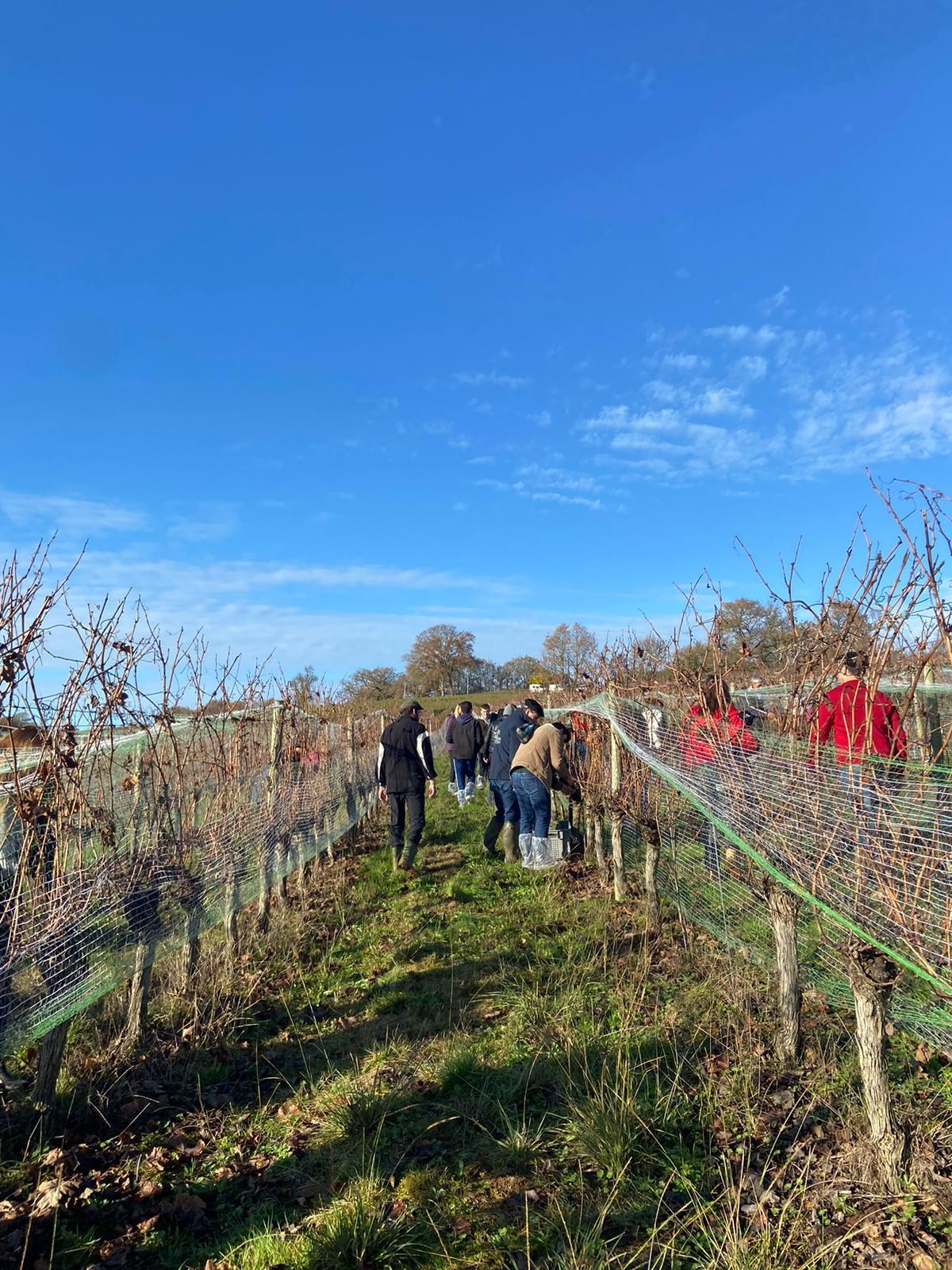 Les vendanges de l’Hivernal ont été les dernières à la Cave de Crouseilles crédit photo cor Lionel Lemaire