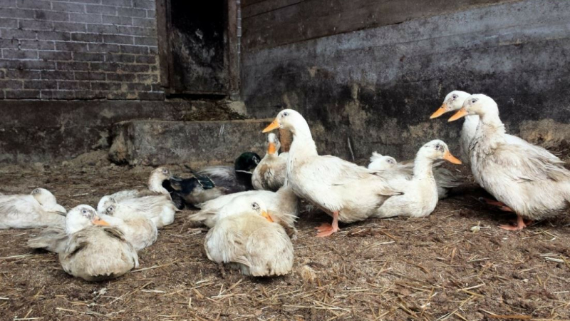 Grippe aviaire : Le Gers touché directement