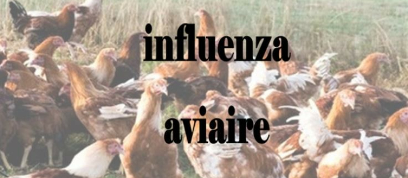 Influenza aviaire : un deuxième foyer détecté dans le Gers dans un élevage de poules
