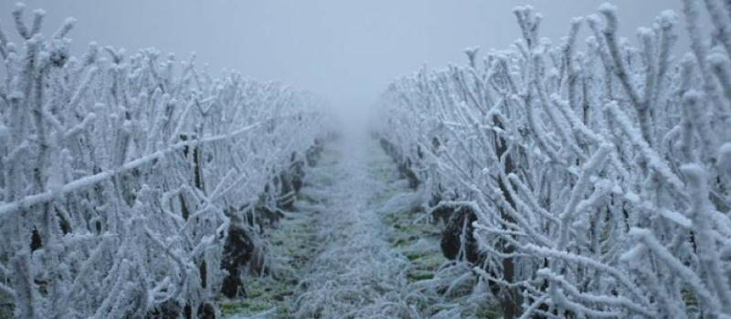 Agriculture: gel 2022, arboriculture, viticulture