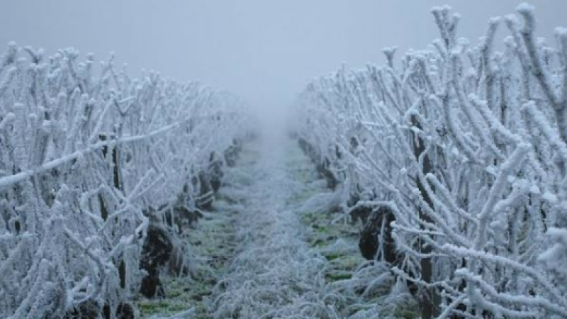 Agriculture : gel 2022, arboriculture, viticulture