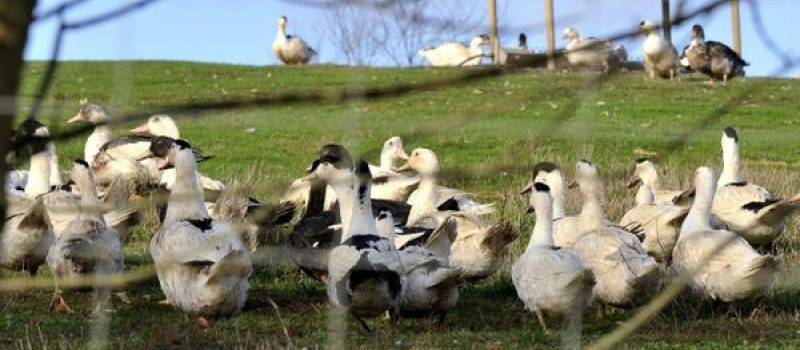 La préfecture communique au sujet de  la situation de l'influenza aviaire au 6 janvier 2023