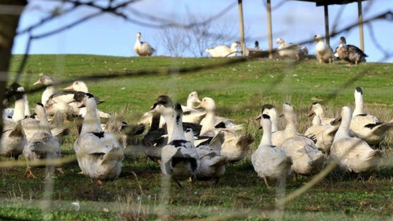 La préfecture communique au sujet de  la situation de l'influenza aviaire au 6 janvier 2023