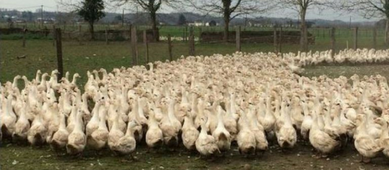 Grippe aviaire : un cinquième foyer confirmé