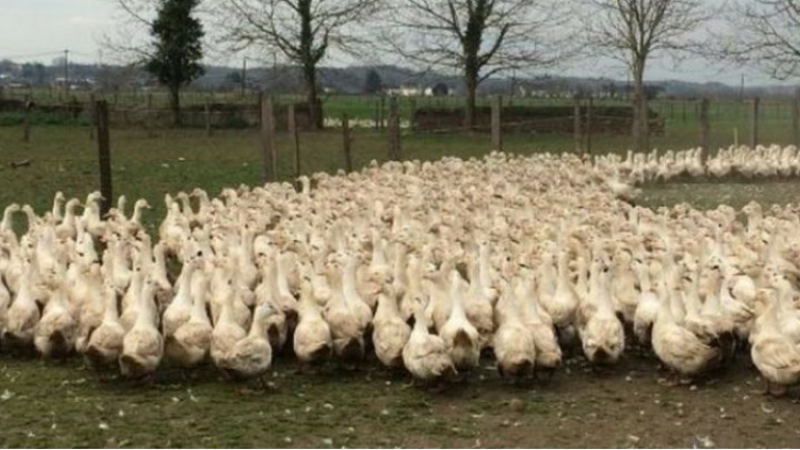 Grippe aviaire : un cinquième foyer confirmé