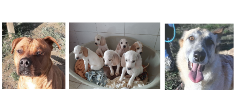 Deux demoiselles et d'adorables chiots cette semaine !