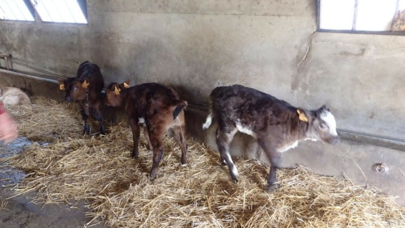 Insolite : Des triplées au Barraquet