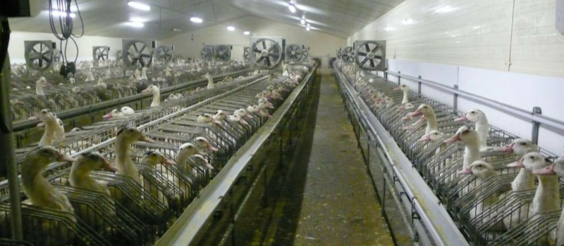Grippe aviaire : nouveaux cas, nouvelles mesures