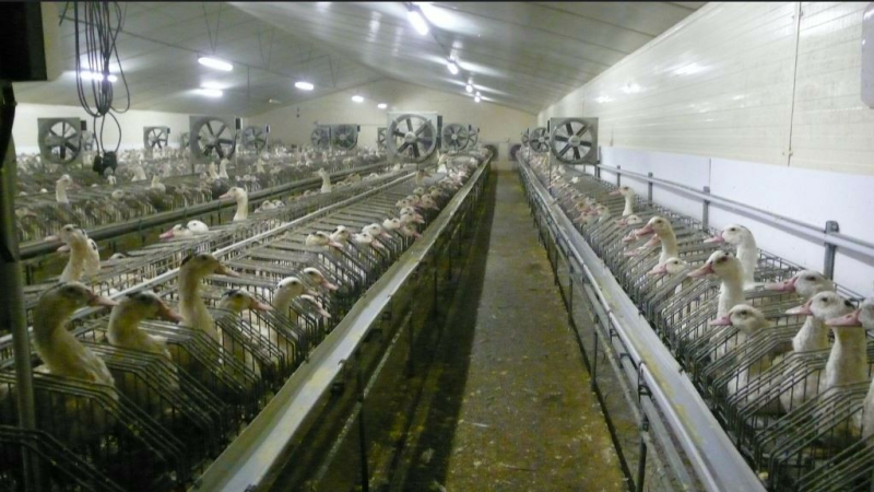 Grippe aviaire : nouveaux cas, nouvelles mesures