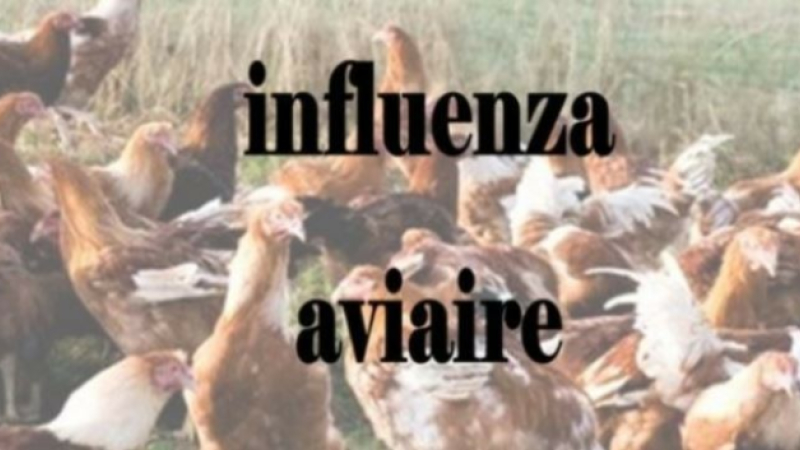 Influenza aviaire, un onzième foyer confirmé dans le Gers