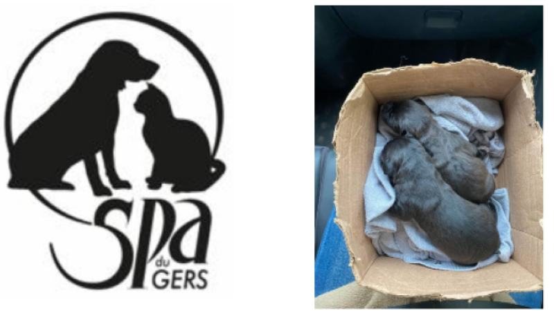 Le coup de  colère de la SPA...