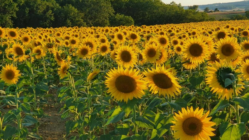 Randonneurs des Castelnaux de Bazian  : les randonnées prévues au second semestre