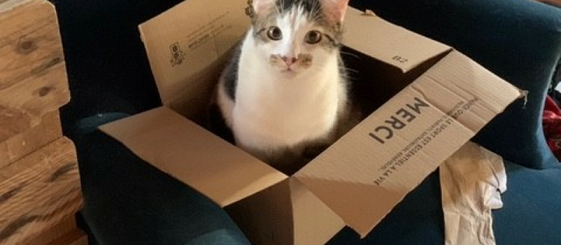 Association des chats de Condom 32