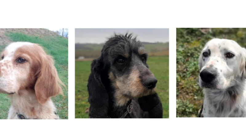 Les trois nouveaux arrivés de la semaine, Rasta, Boby et Hupper !