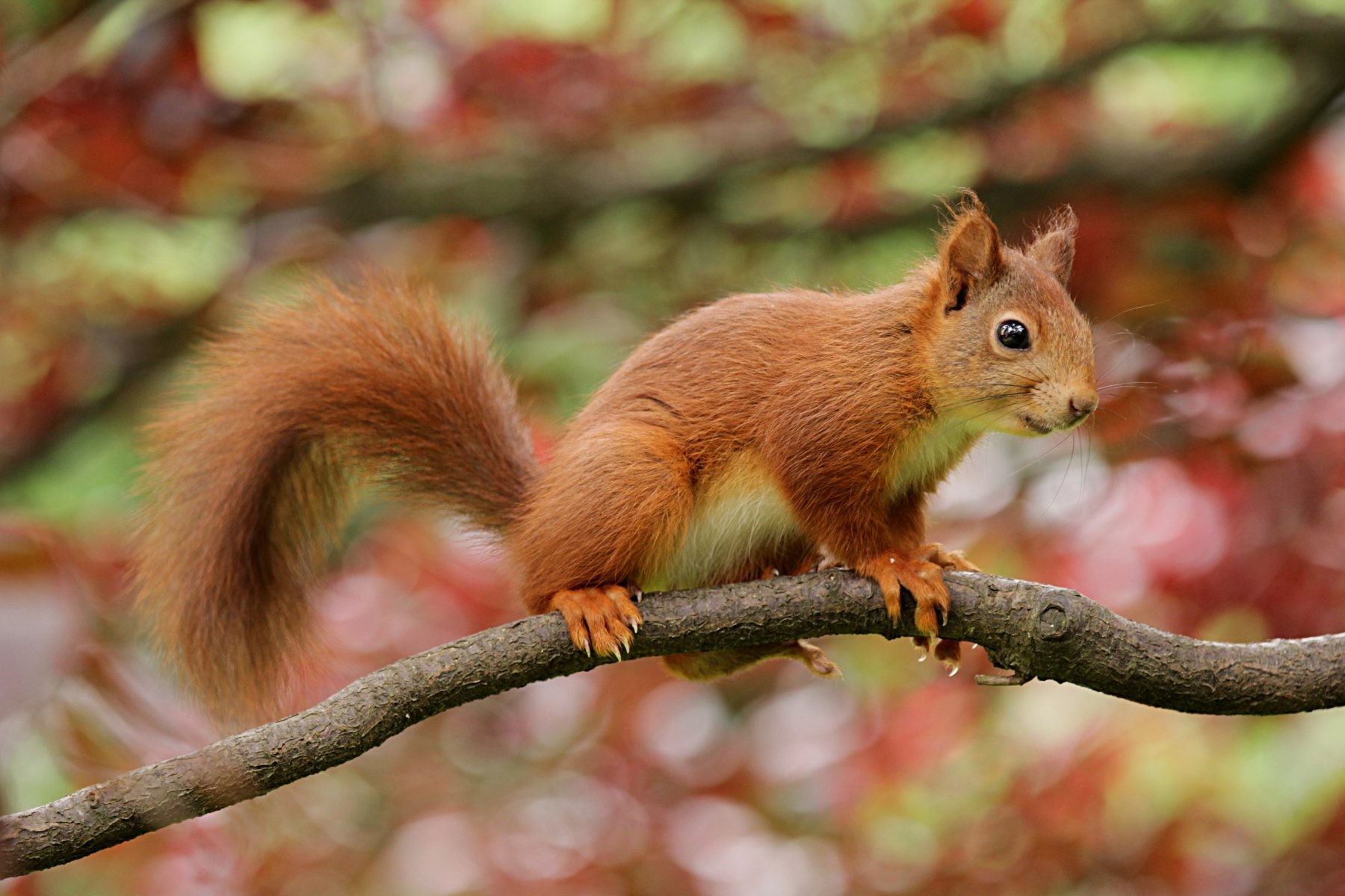 squirrel-1125102-1800x1200.jpg