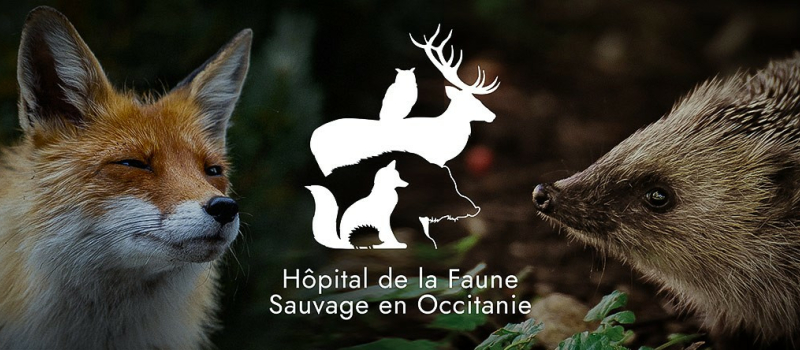 Un centre de soins pour la faune sauvage locale bientôt dans le Gers !