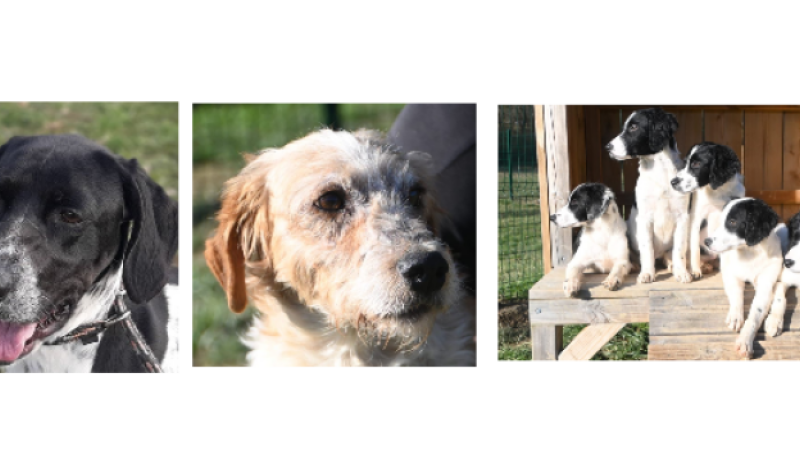 Maya, Walker et cinq adorables chiots à la une cette semaine !