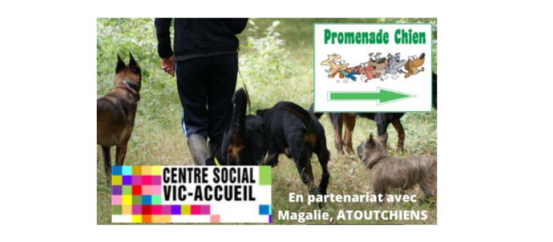 Participez à une balade collective avec votre chien en compagnie d'un maître-chien !