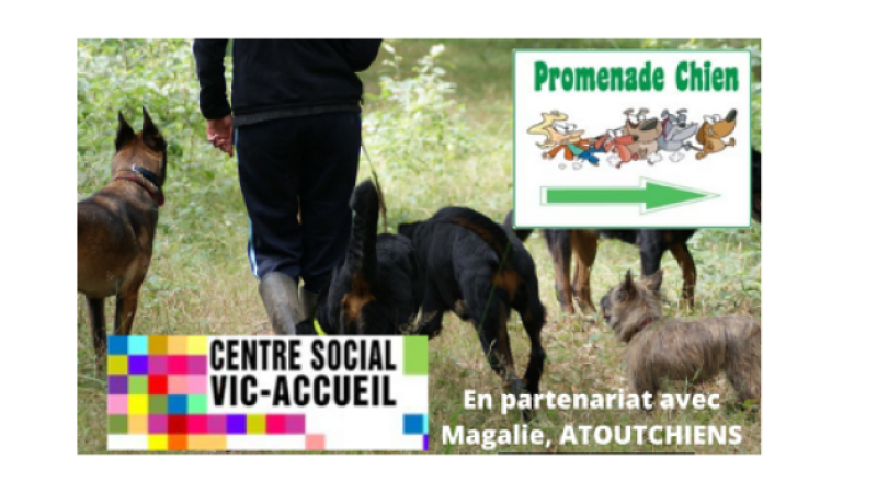 Participez à une balade collective avec votre chien en compagnie d'un maître-chien !