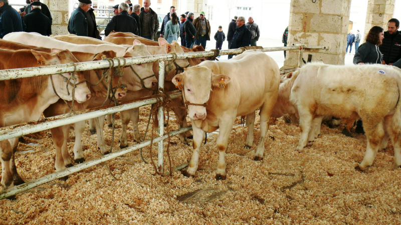 Foire aux veaux :  pas la quantité mais la qualité