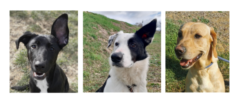 Pleins feux sur trois tout jeunes chiens !