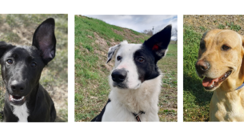 Pleins feux sur trois tout jeunes chiens !