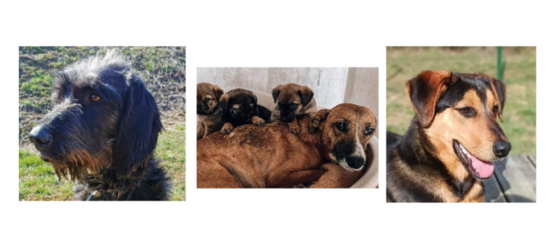 Deux demoiselles, une maman et ses bébés cette semaine !