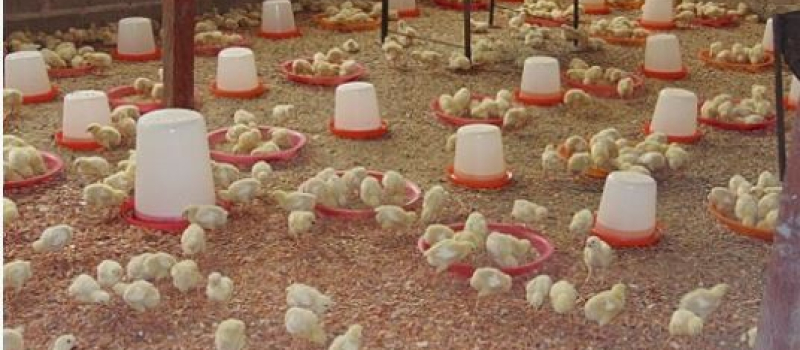 Conséquences et indemnisation de la grippe aviaire sur l’ensemble de la filière