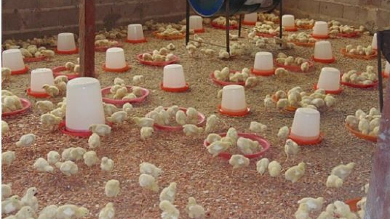 Conséquences et indemnisation de la grippe aviaire sur l’ensemble de la filière