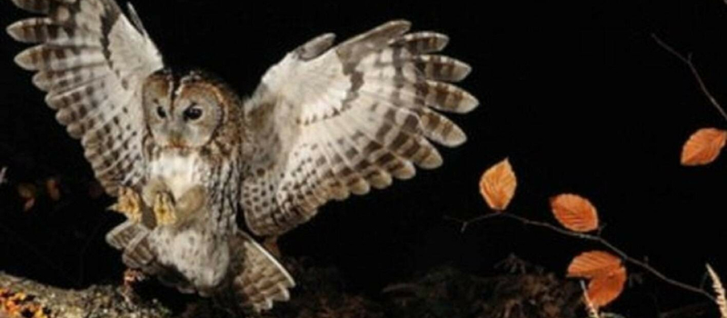 Sortie insolite en soirée