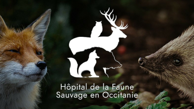 Morgane Martin et son projet d'hôpital pour la faune sauvage sur DFM 930 mercredi