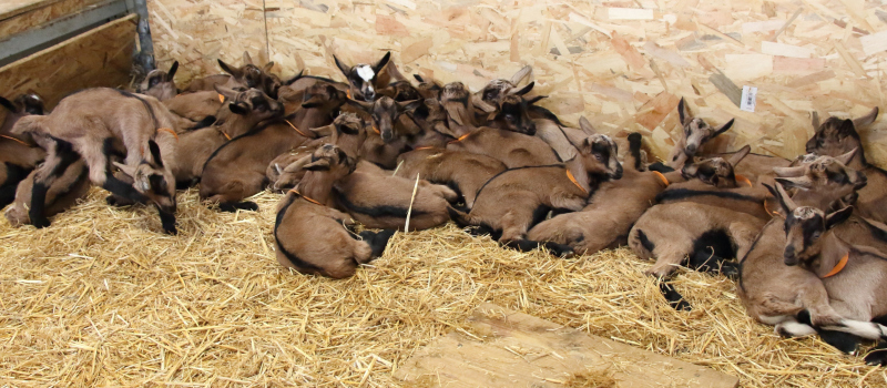 "Baby-boom" à Cazaux