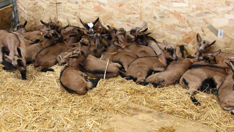 "Baby-boom" à Cazaux
