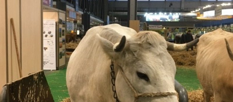 Mimosa, star de la race mirandaise a retrouvé son étable