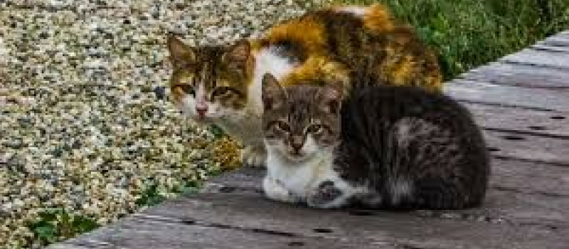 Campagne de stérilisation des chats errants