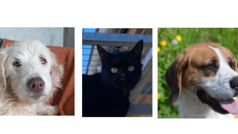 Belle, Ulysse et Paquita à l'honneur cette semaine !