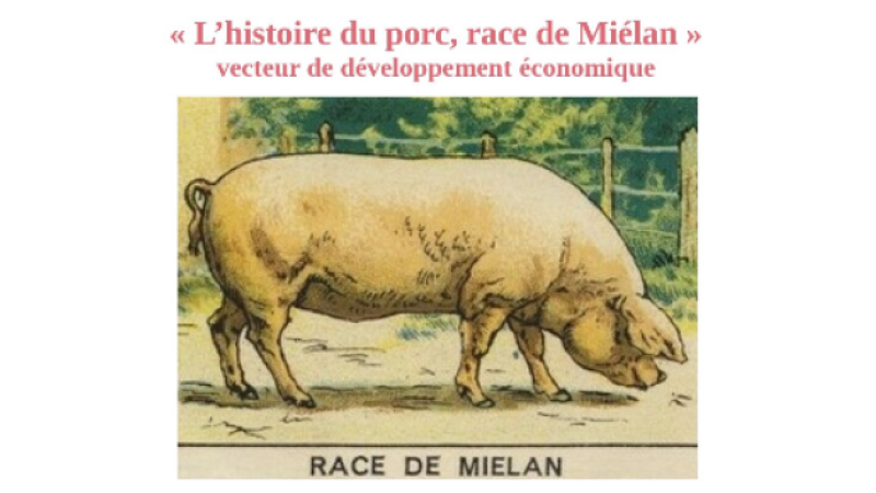 La formidable aventure du porc , race de Miélan, une conférence organisée par "La mésange bleue"