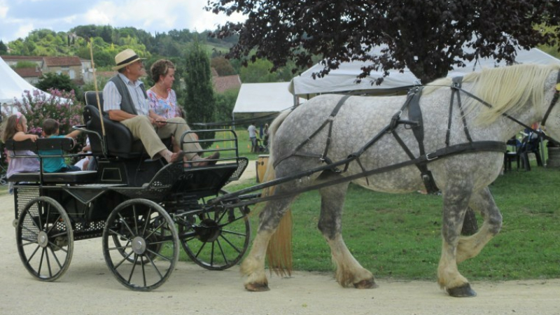 Francis Antoniolli relance la foire aux chevaux