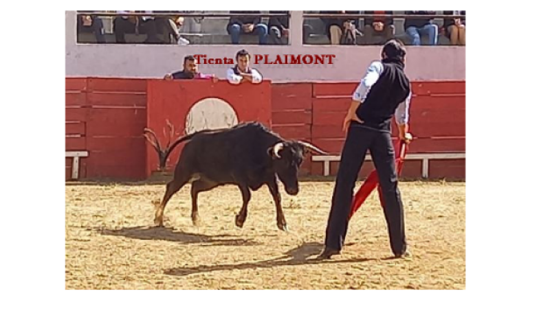 Tienta aux arènes de Plaisance dimanche