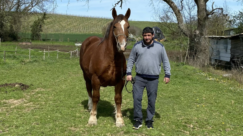 Eric Ceretto : la passion du cheval de trait