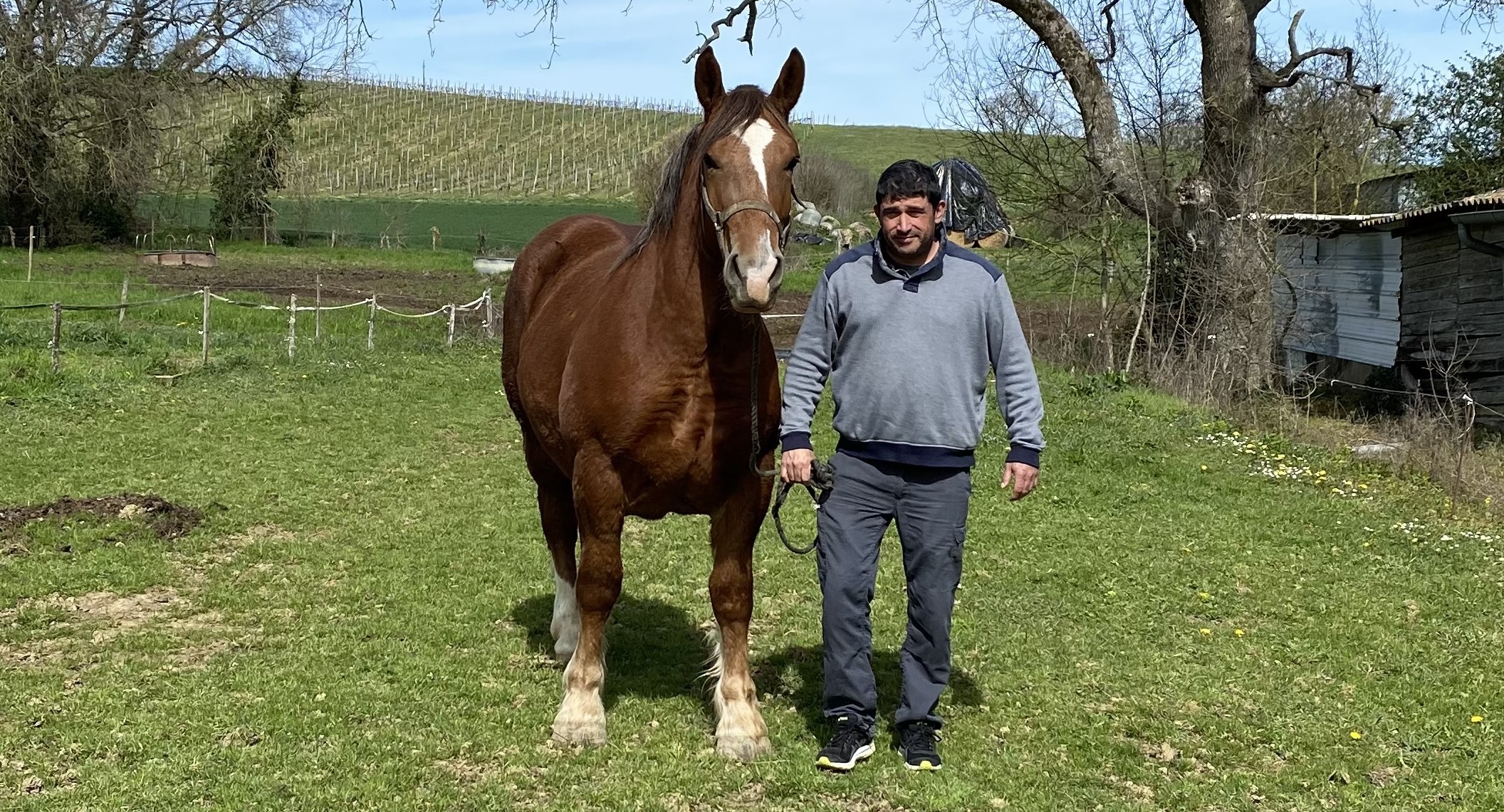 titre cheval de trait .JPG
