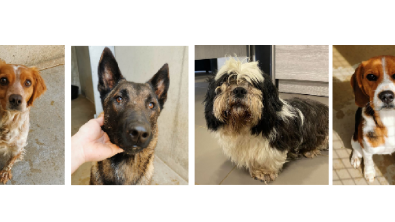 Recherche propriétaires désespérément !