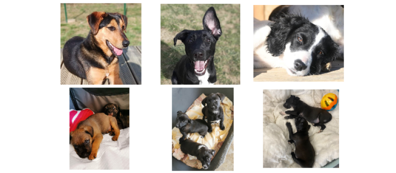 Week-end spécial chiots !
